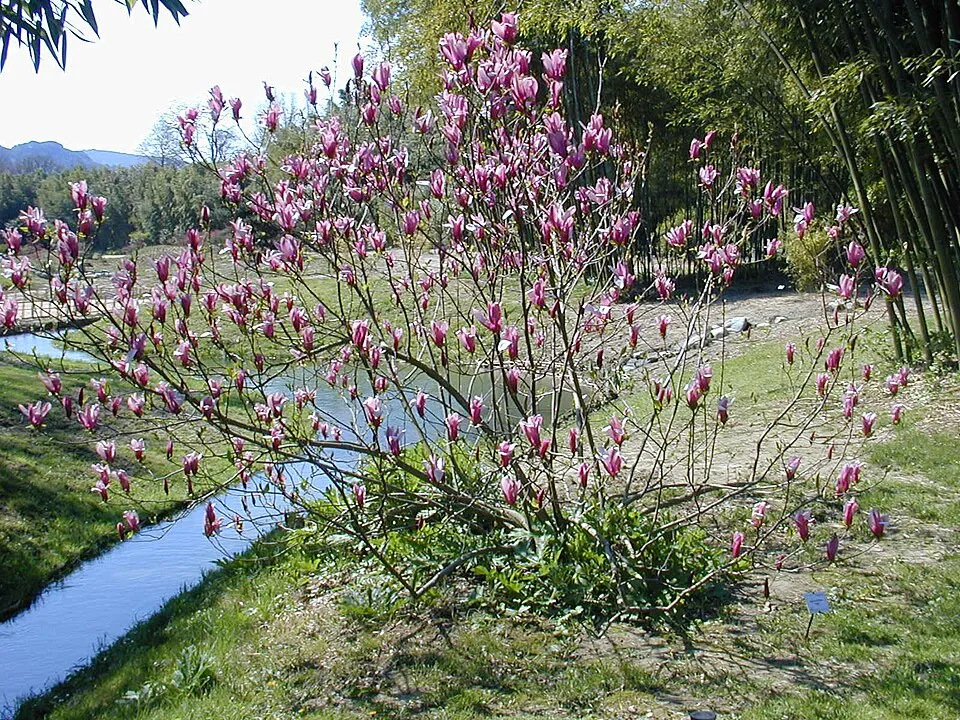 Rózsaszín virágú liliomfa / Magnolia x liliflora 'Betty'
