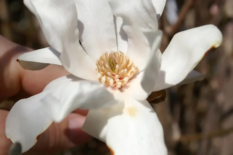 Rózsaszín virágú liliomfa / Magnolia x liliflora 'Betty'