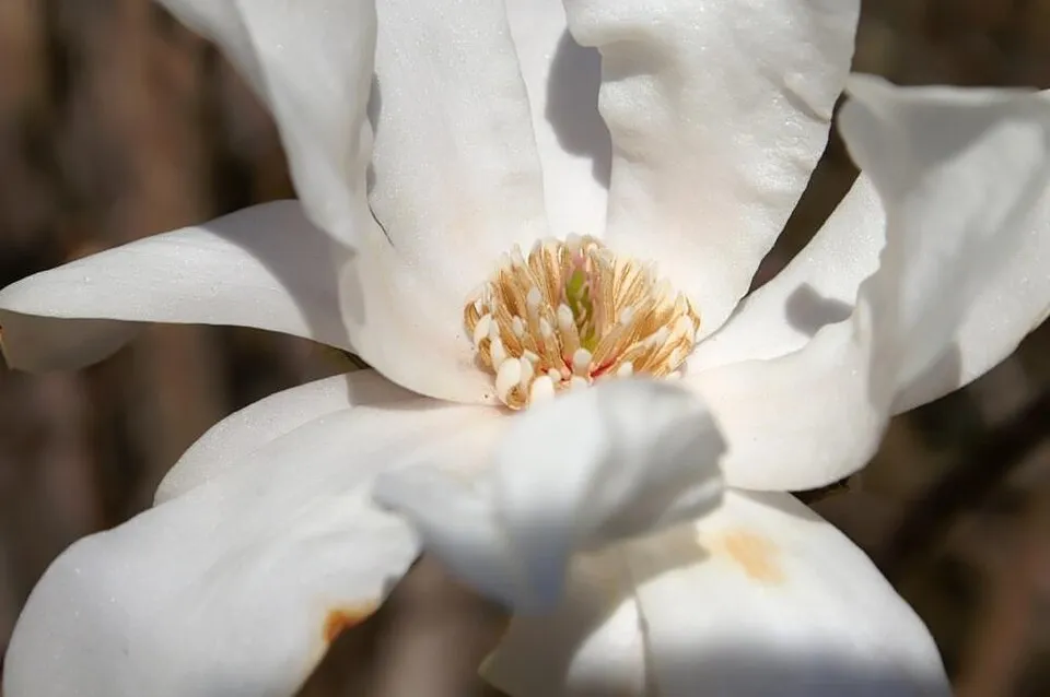 Rózsaszín virágú liliomfa / Magnolia x liliflora 'Betty'