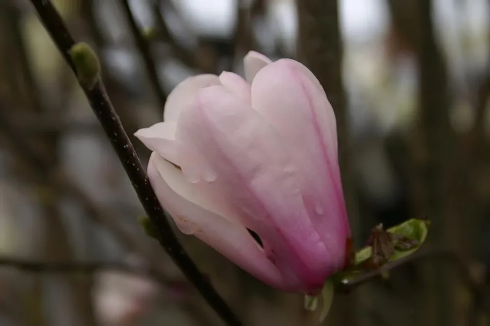 Rózsaszín virágú liliomfa / Magnolia x liliflora 'Betty'