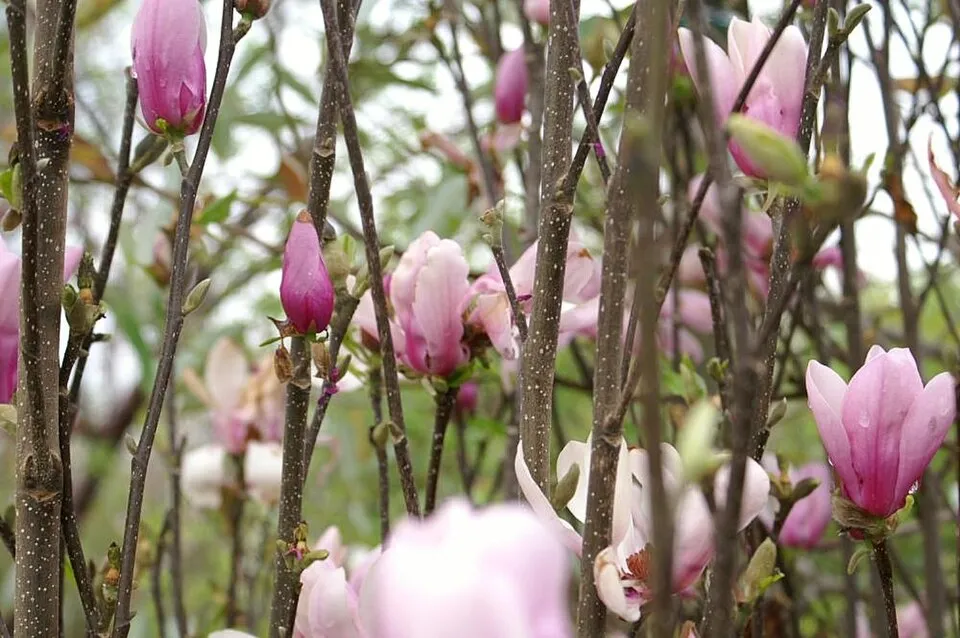 Rózsaszín virágú liliomfa / Magnolia x liliflora 'Betty'