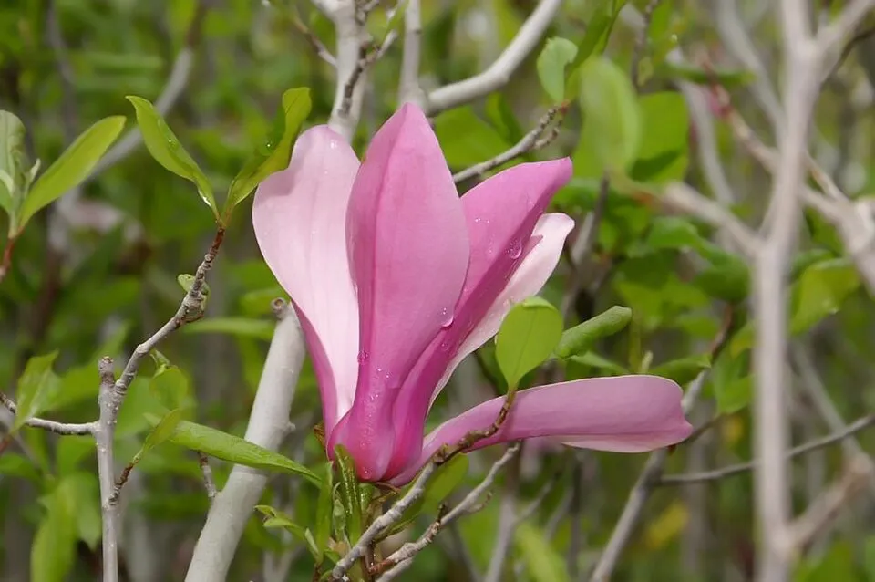 Rózsaszín virágú liliomfa / Magnolia x liliflora 'Betty'