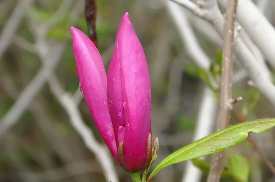 Rózsaszín virágú liliomfa / Magnolia x liliflora 'Betty'