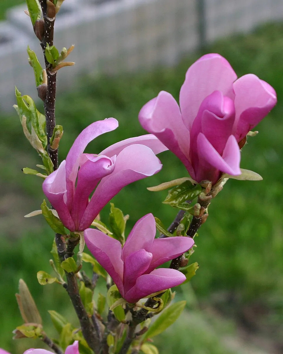Rózsaszín virágú liliomfa / Magnolia x liliflora 'Betty'