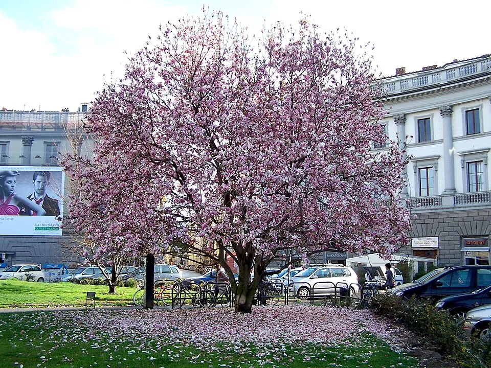 Rózsaszín virágú liliomfa / Magnolia x liliflora 'Betty'