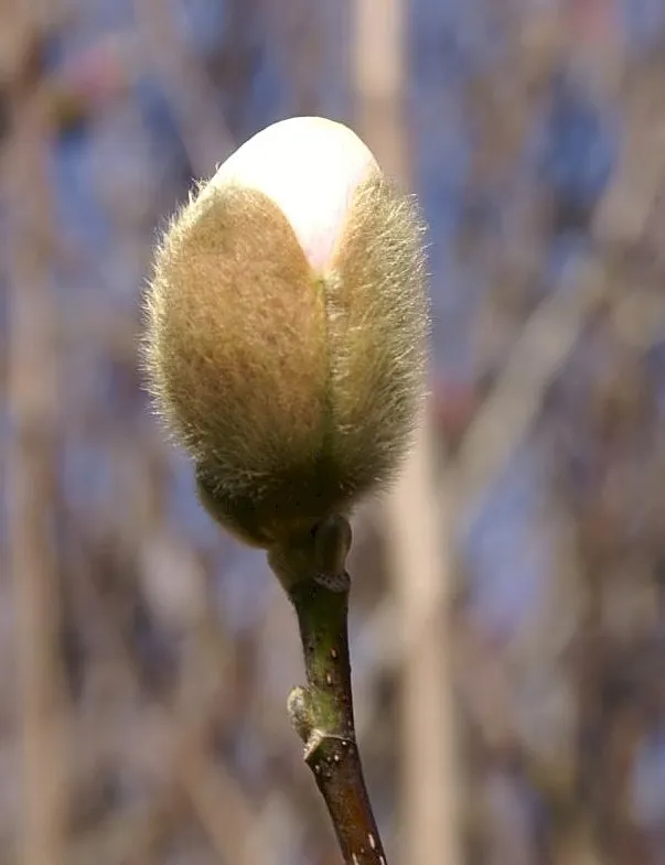 Rózsaszín virágú liliomfa / Magnolia x liliflora 'Betty'