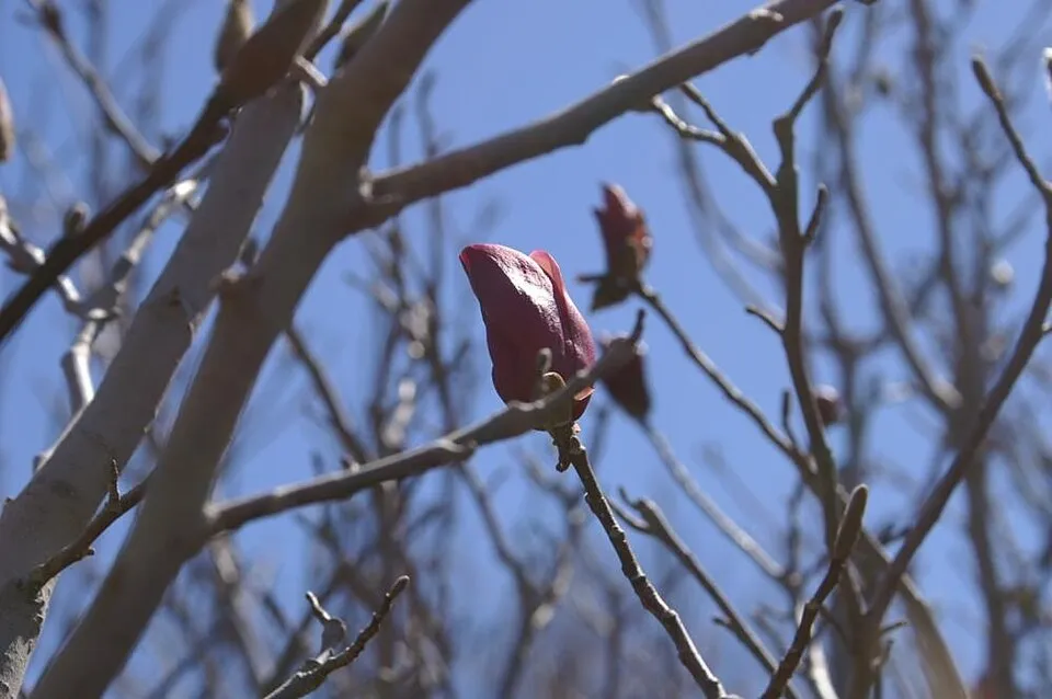 Rózsaszín virágú liliomfa / Magnolia x liliflora 'Betty'