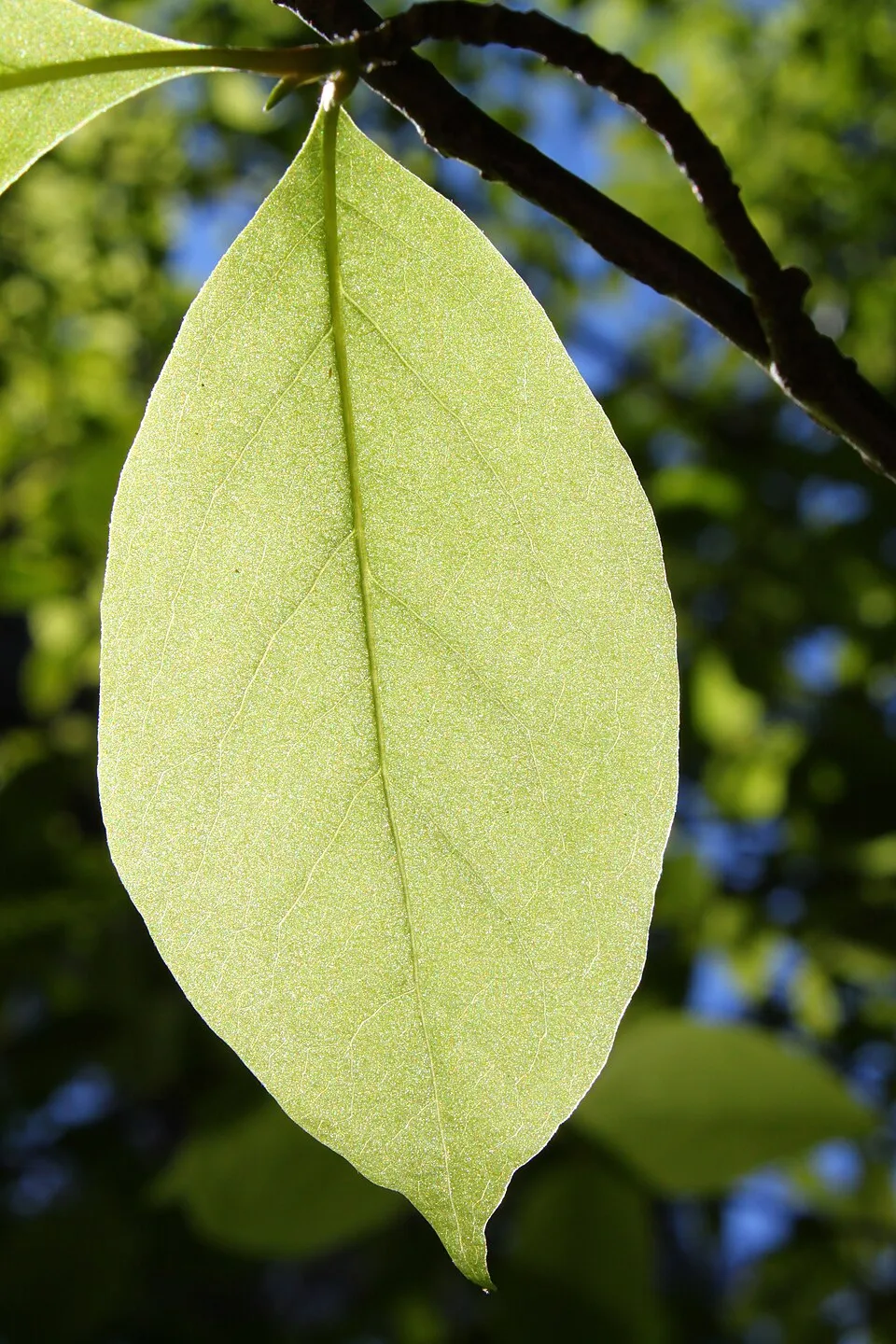 Rózsaszín, nagyvirágú liliomfa / Magnolia x soulangeana