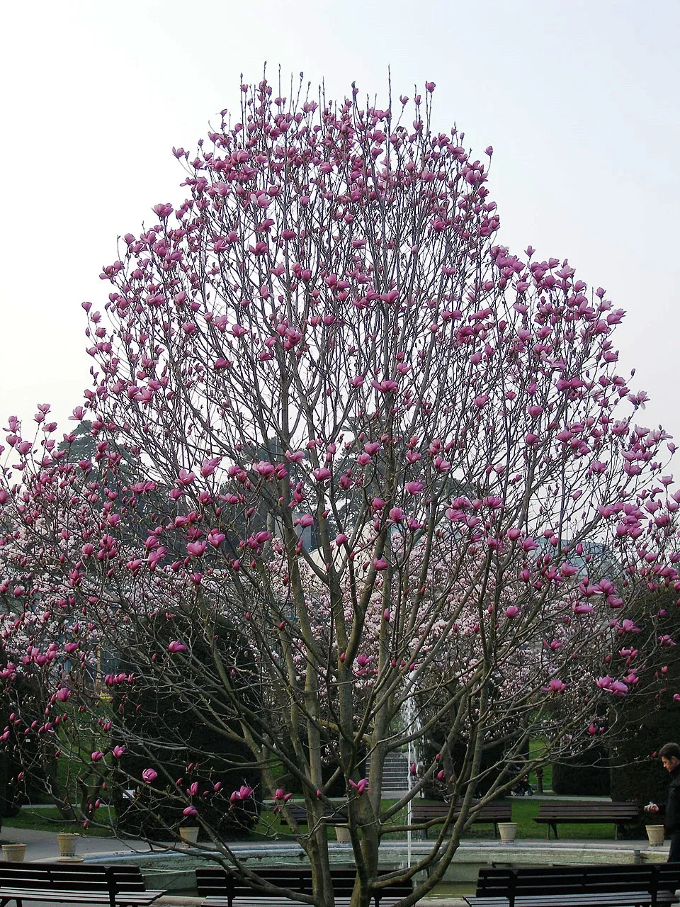 Rózsaszín, nagyvirágú liliomfa / Magnolia x soulangeana