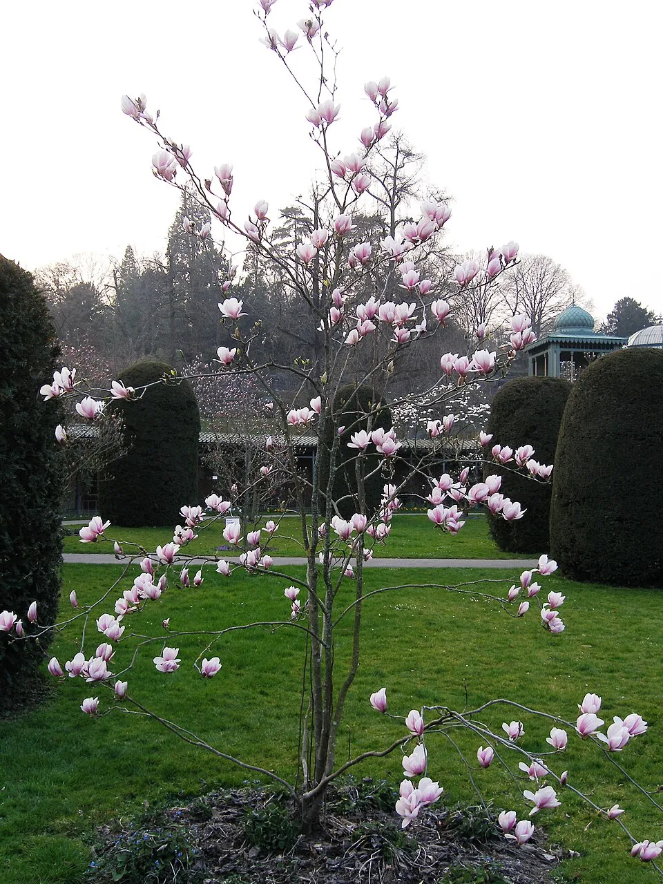 Rózsaszín, nagyvirágú liliomfa / Magnolia x soulangeana
