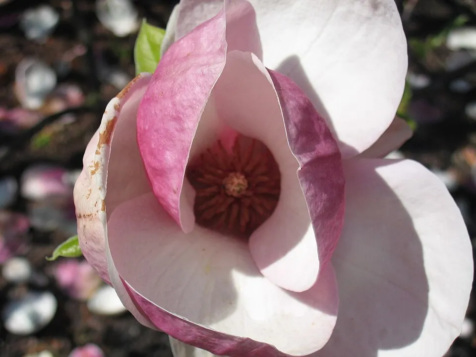 Rózsaszín, nagyvirágú liliomfa / Magnolia x soulangeana