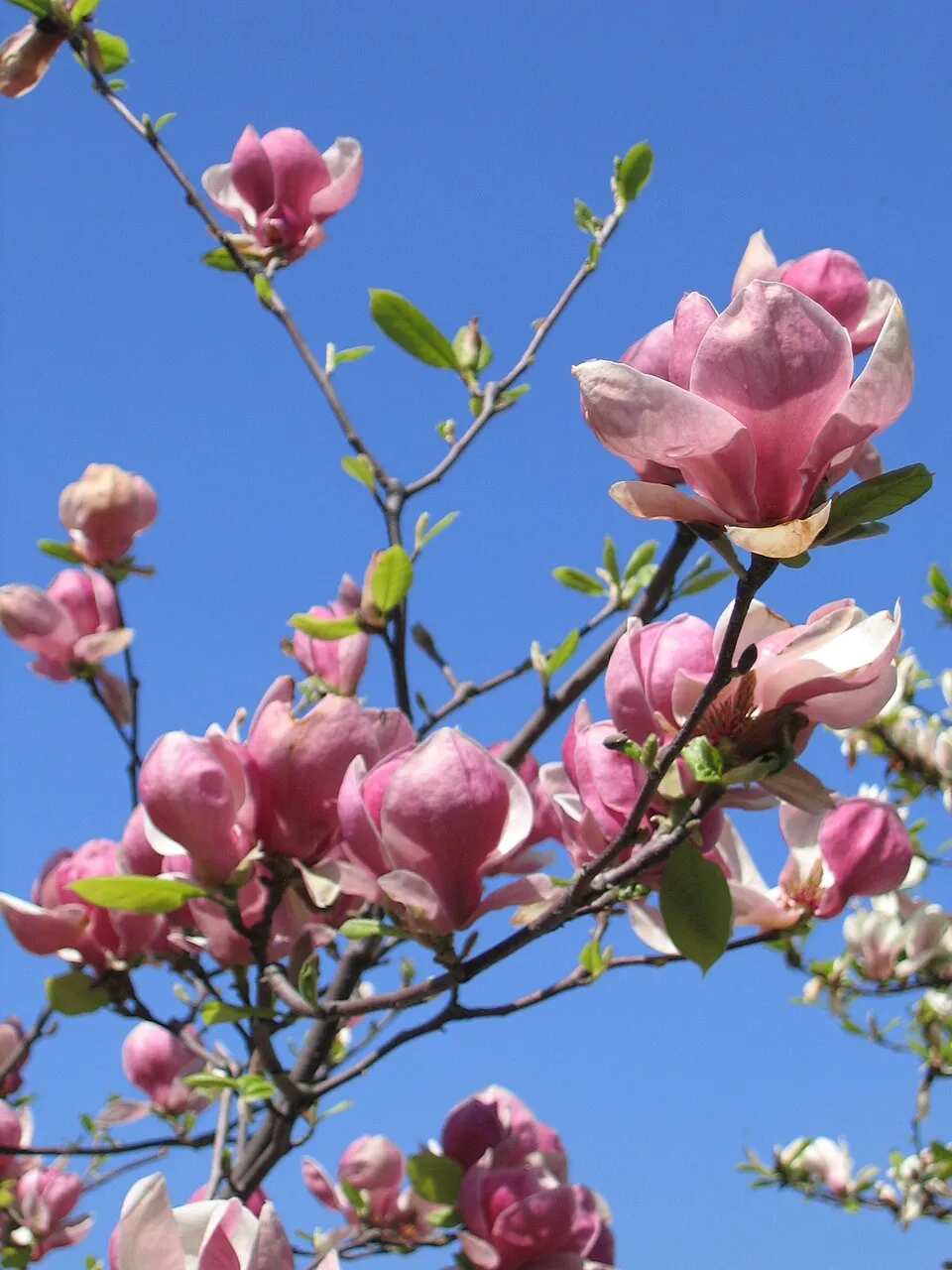 Rózsaszín, nagyvirágú liliomfa / Magnolia x soulangeana