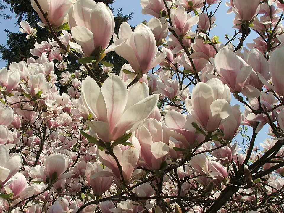 Rózsaszín, nagyvirágú liliomfa / Magnolia x soulangeana