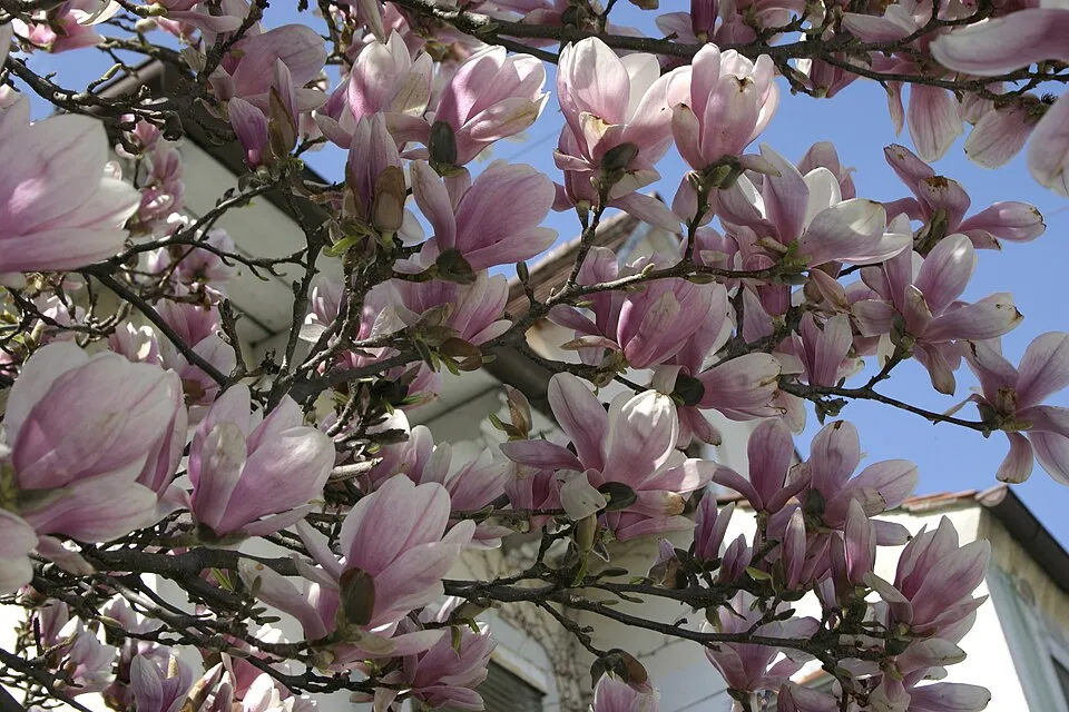 Rózsaszín, nagyvirágú liliomfa / Magnolia x soulangeana