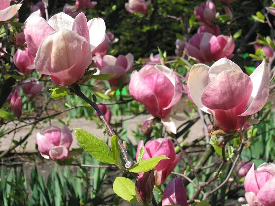 Rózsaszín, nagyvirágú liliomfa / Magnolia x soulangeana