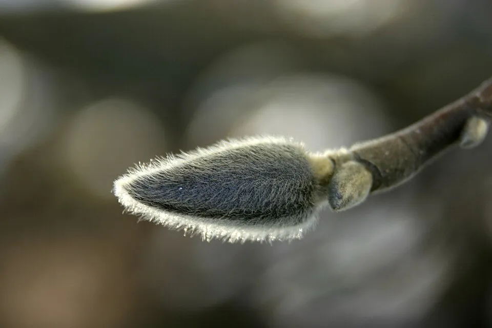 Rózsaszín, nagyvirágú liliomfa / Magnolia x soulangeana