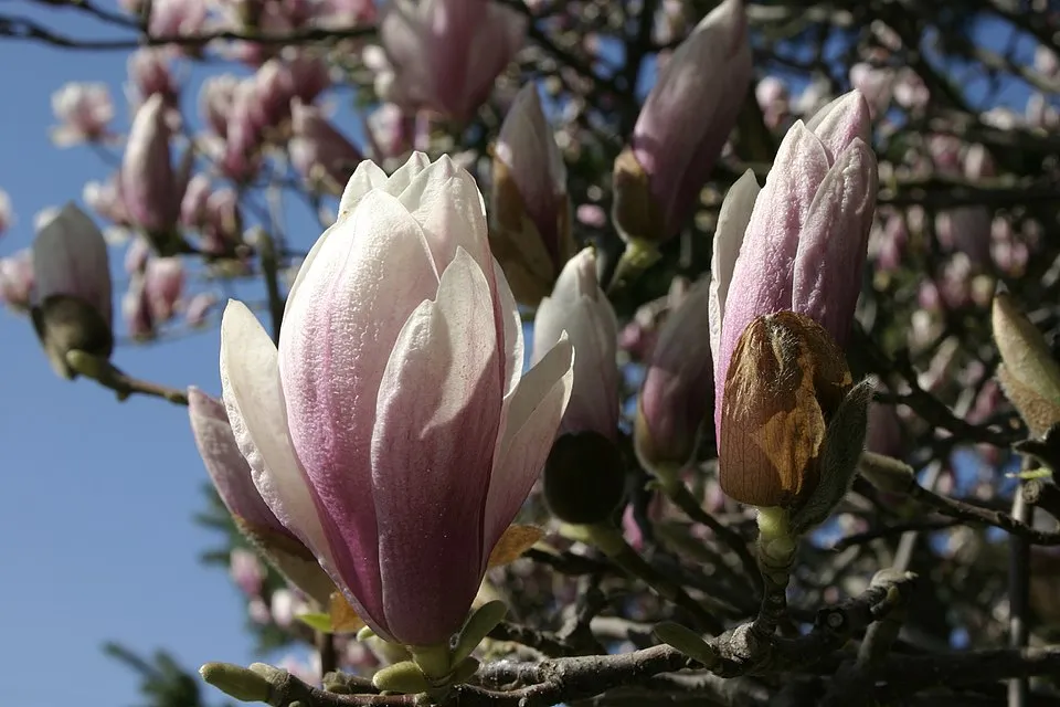 Rózsaszín, nagyvirágú liliomfa / Magnolia x soulangeana