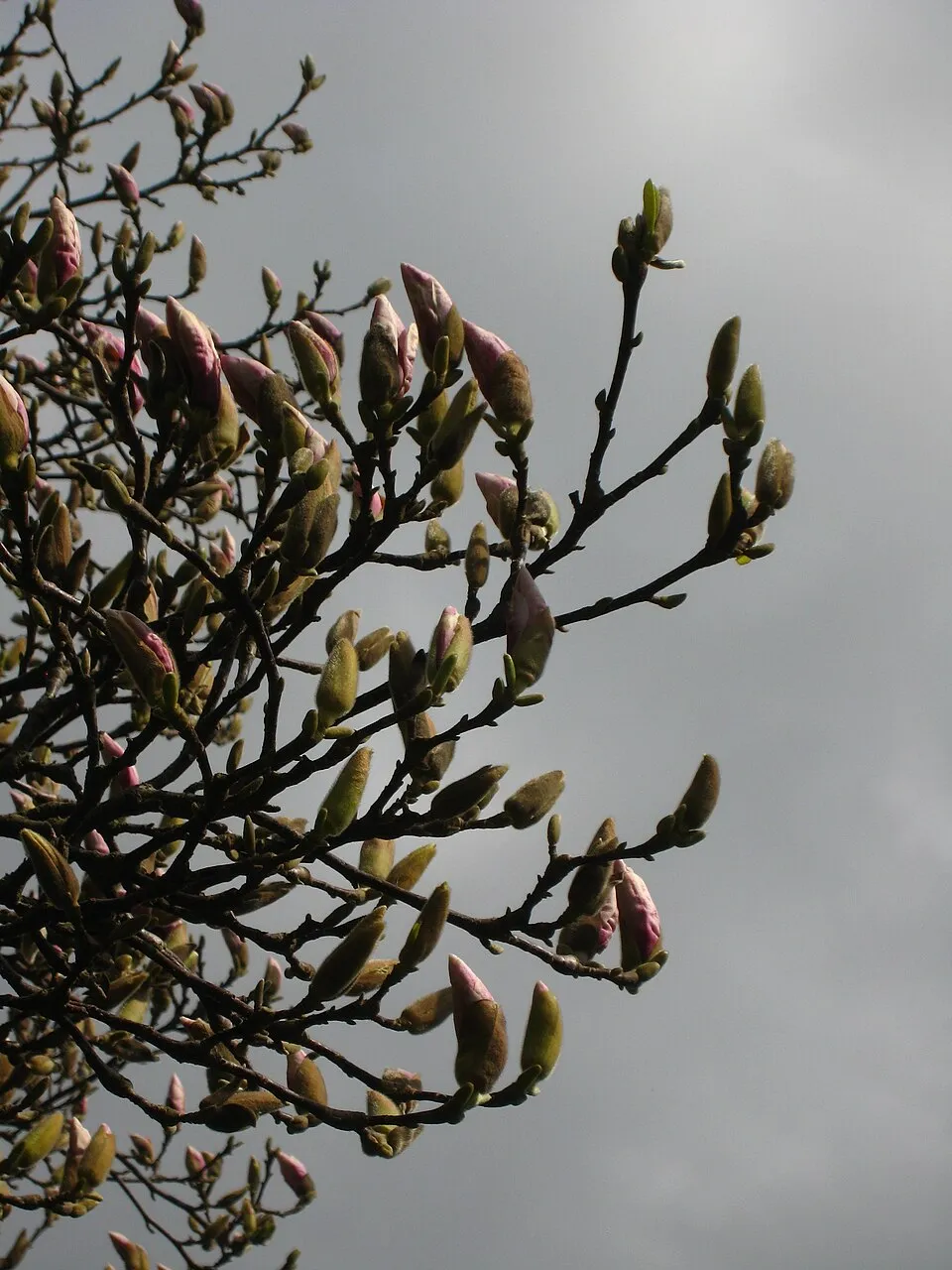Rózsaszín, nagyvirágú liliomfa / Magnolia x soulangeana