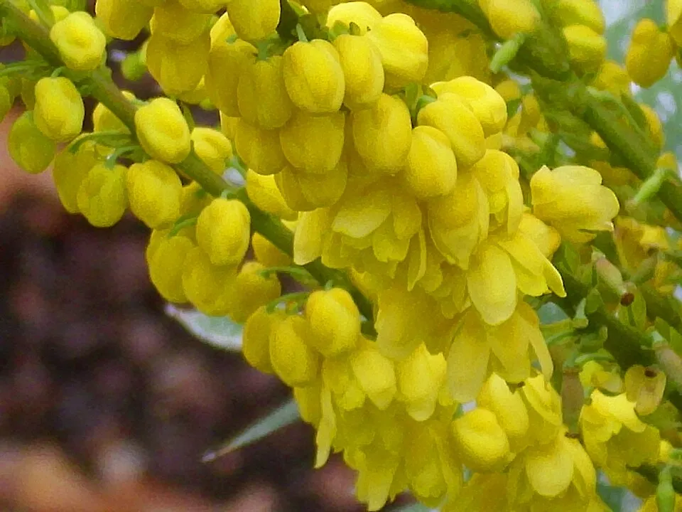 Dúsvirágú cserjés mahónia / Mahonia x media 'Winter Sun'
