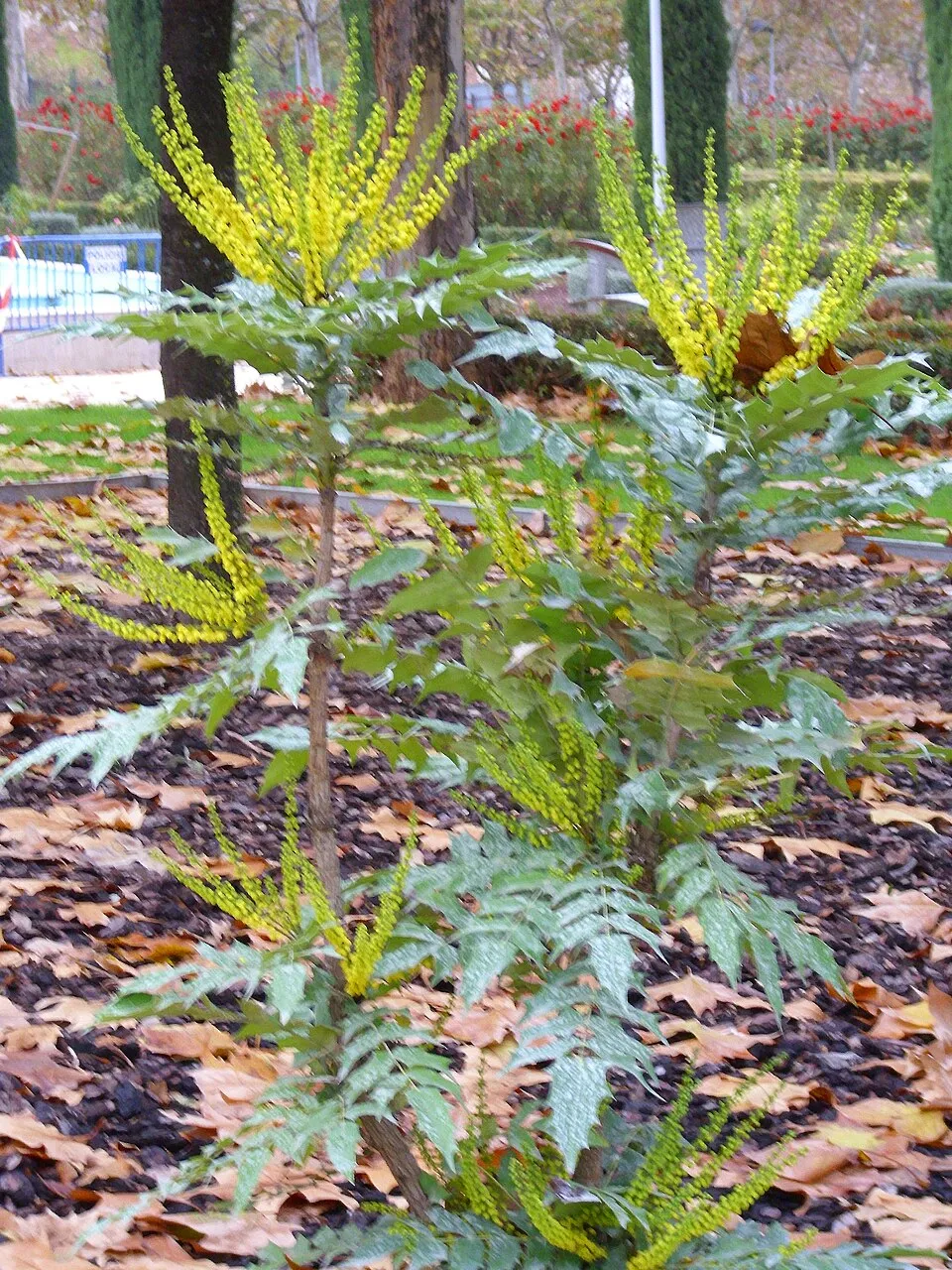 Dúsvirágú cserjés mahónia / Mahonia x media 'Winter Sun'