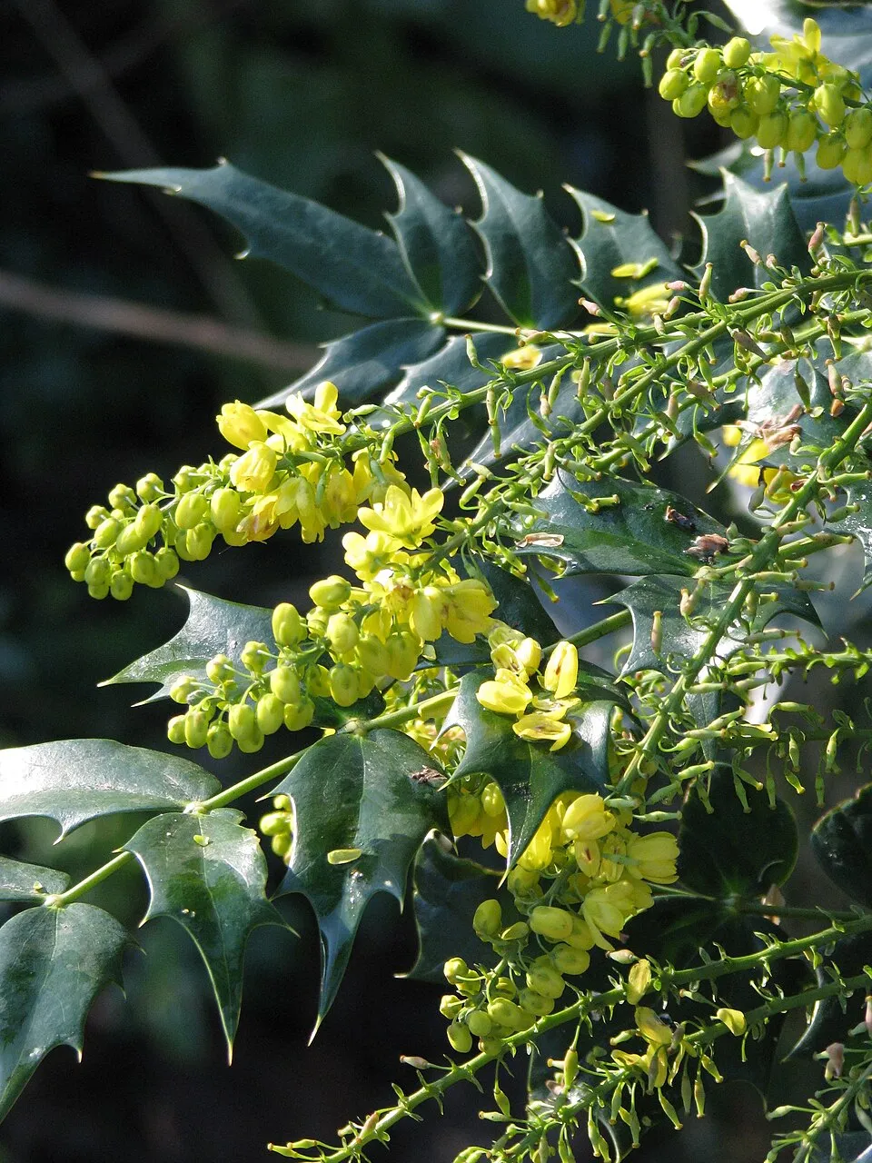 Dúsvirágú cserjés mahónia / Mahonia x media 'Winter Sun'
