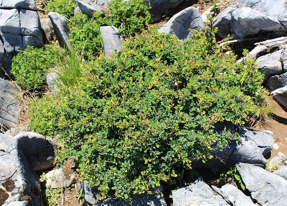 Zöld levelű, oszlopos borbolya / Berberis thunbergii 'Erecta'