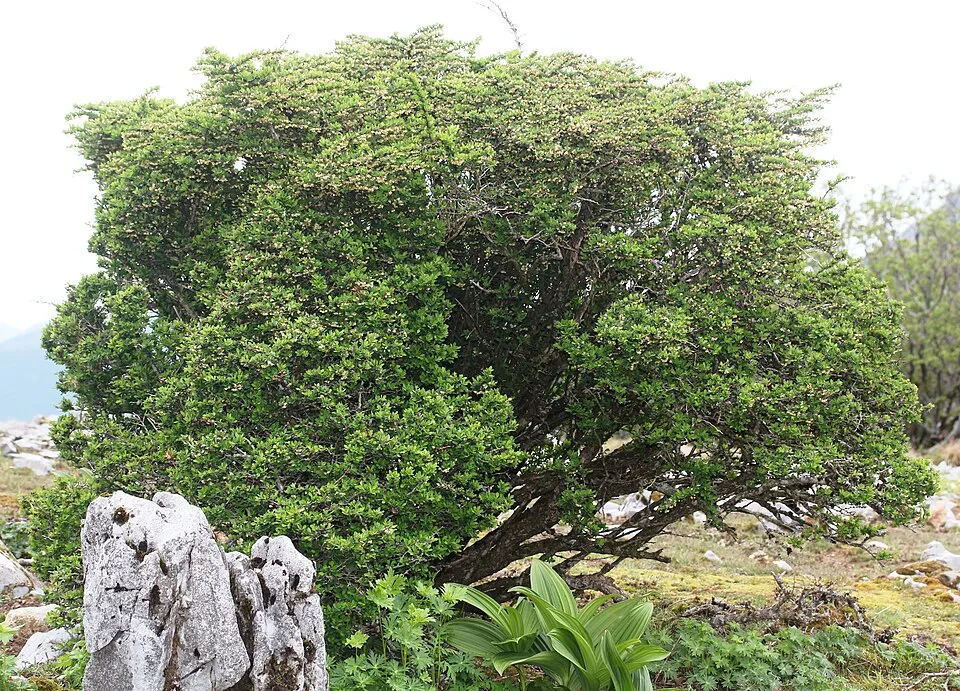 Zöld levelű, oszlopos borbolya / Berberis thunbergii 'Erecta'