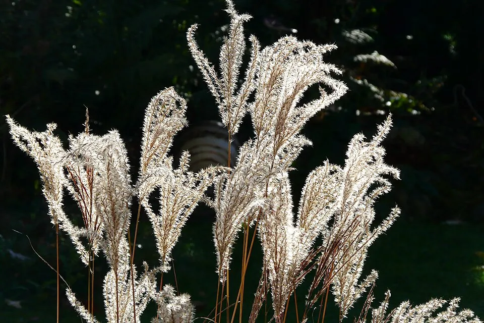 Molnárpántlika / Miscanthus sinensis 'Ferner Osten'