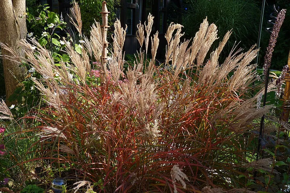 Molnárpántlika / Miscanthus sinensis 'Ferner Osten'