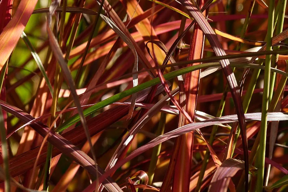 Molnárpántlika / Miscanthus sinensis 'Ferner Osten'