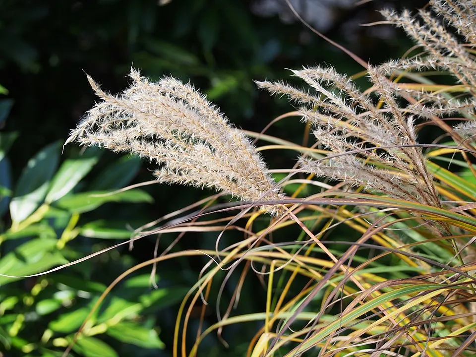 Molnárpántlika / Miscanthus sinensis 'Ferner Osten'