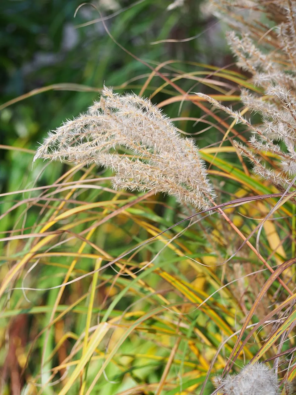 Molnárpántlika / Miscanthus sinensis 'Ferner Osten'