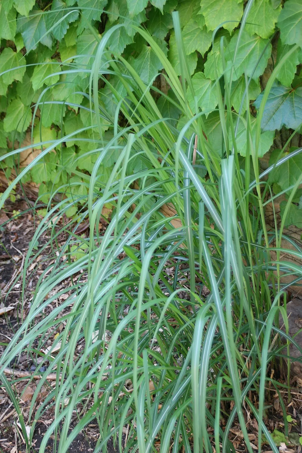Japánfű / Miscanthus sinensis 'Malepartus'