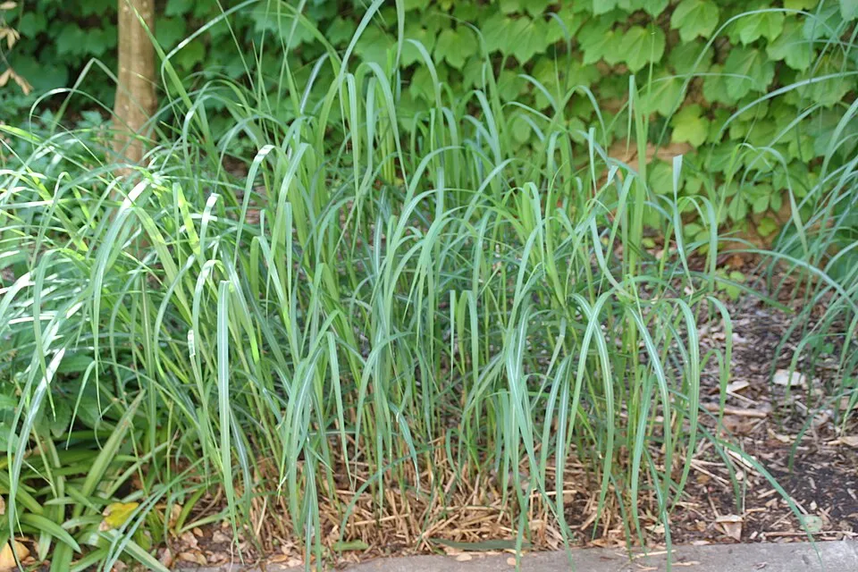 Japánfű / Miscanthus sinensis 'Malepartus'