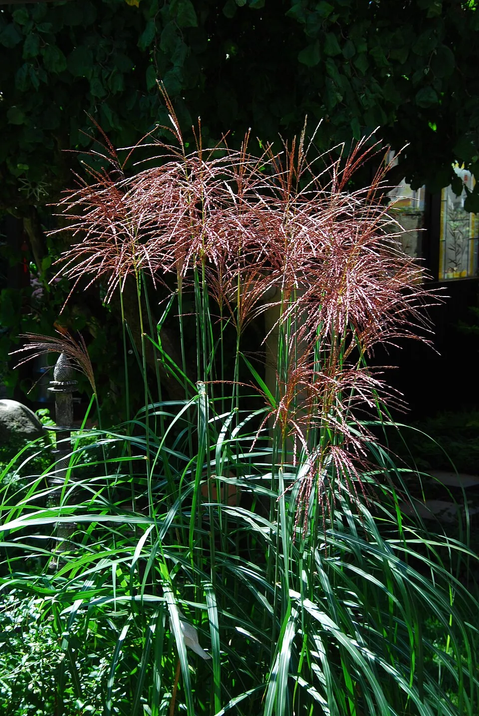 Japánfű / Miscanthus sinensis 'Malepartus'