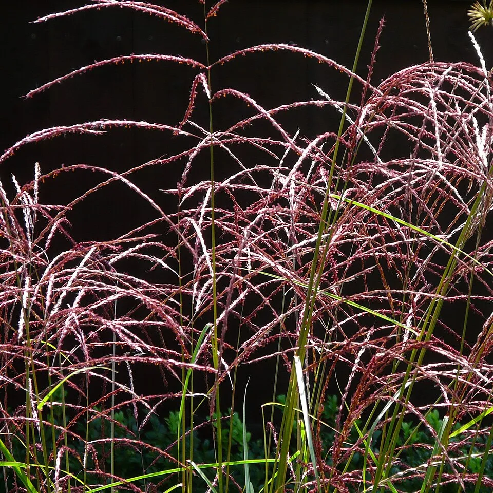 Japánfű / Miscanthus sinensis 'Malepartus'
