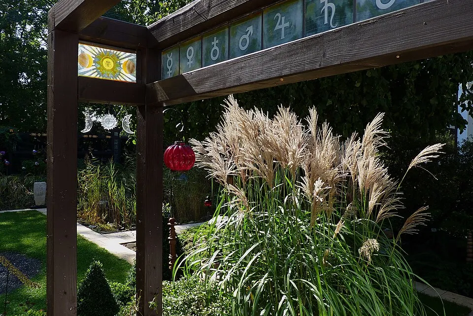 Japánfű / Miscanthus sinensis 'Malepartus'