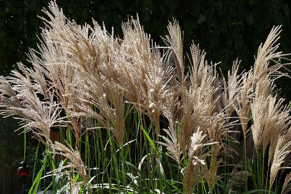 Japánfű / Miscanthus sinensis 'Malepartus'