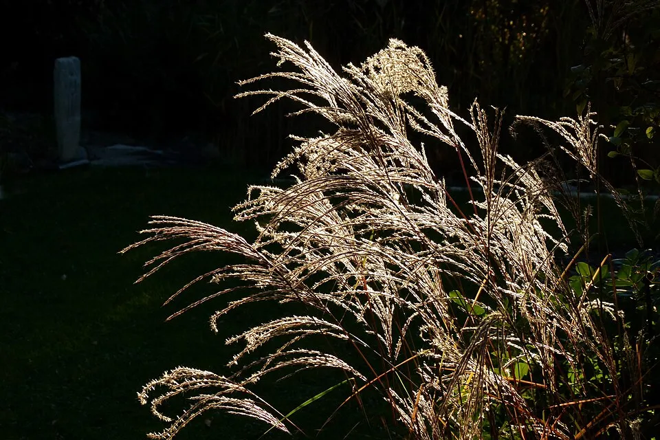 Japánfű / Miscanthus sinensis 'Malepartus'