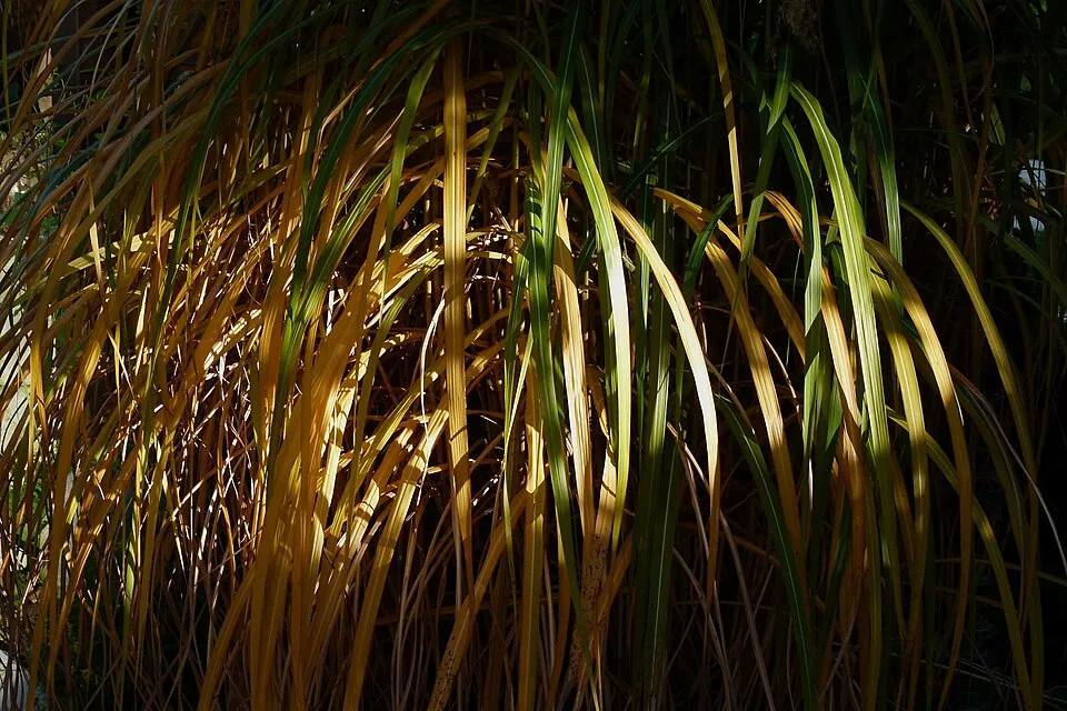 Japánfű / Miscanthus sinensis 'Malepartus'