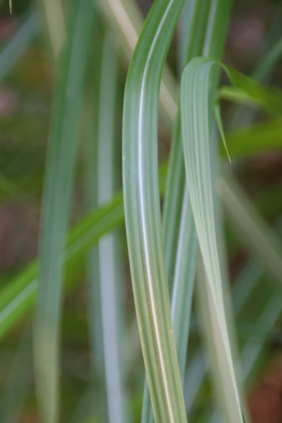 Japánfű / Miscanthus sinensis 'Malepartus'