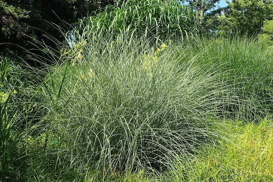 Fehér-tarka levelű kínai virágosnád / Miscanthus sinensis 'Morning Light'