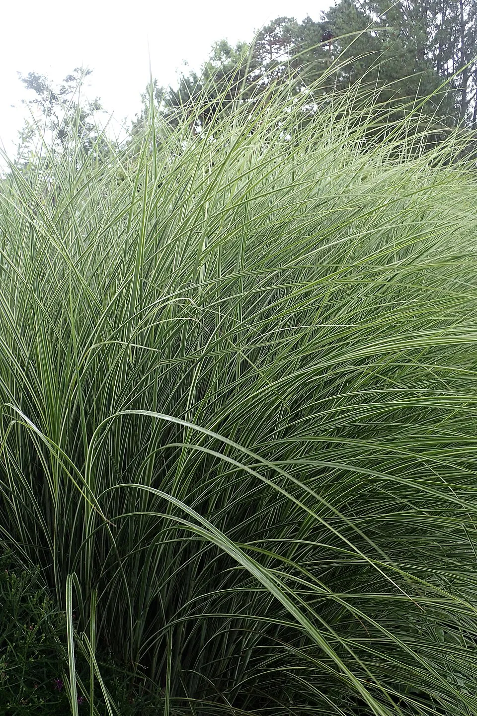Fehér-tarka levelű kínai virágosnád / Miscanthus sinensis 'Morning Light'