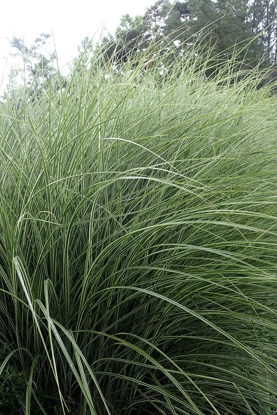 Fehér-tarka levelű kínai virágosnád / Miscanthus sinensis 'Morning Light'