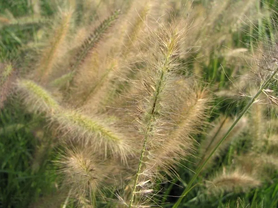 Fehér-tarka levelű kínai virágosnád / Miscanthus sinensis 'Morning Light'