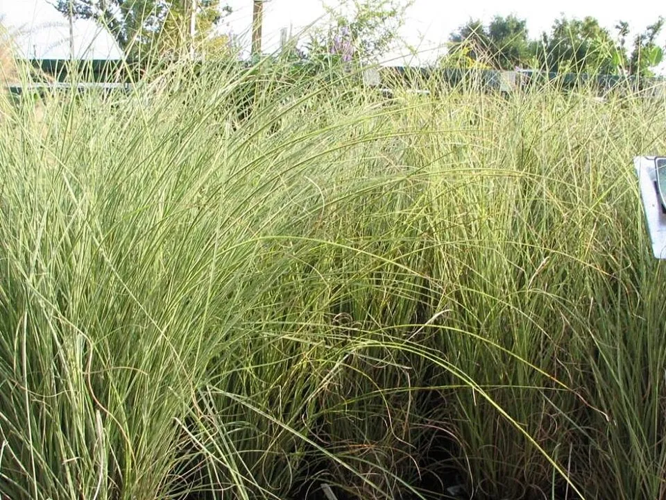 Fehér-tarka levelű kínai virágosnád / Miscanthus sinensis 'Morning Light'