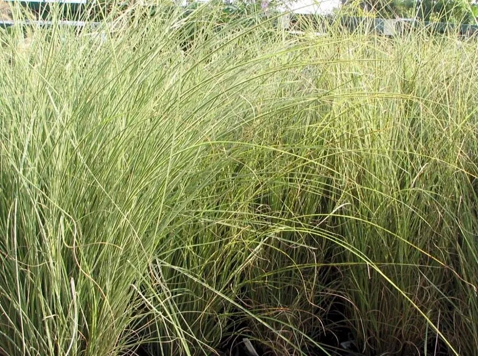 Fehér-tarka levelű kínai virágosnád / Miscanthus sinensis 'Morning Light'