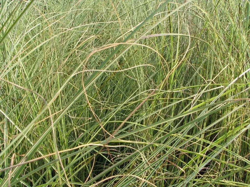 Fehér-tarka levelű kínai virágosnád / Miscanthus sinensis 'Morning Light'