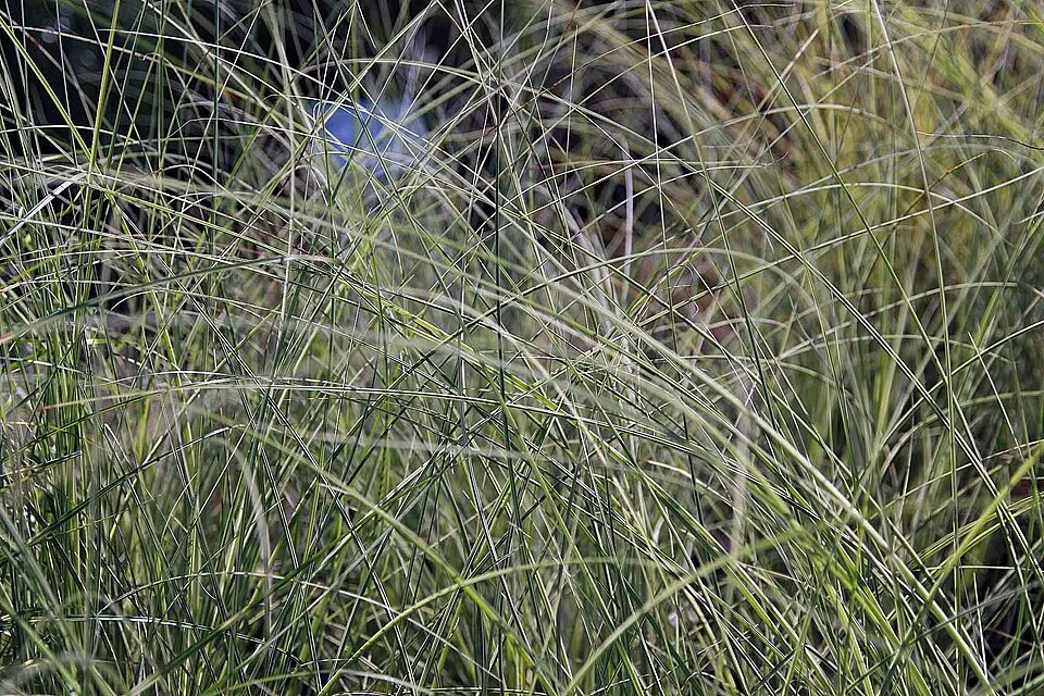 Fehér-tarka levelű kínai virágosnád / Miscanthus sinensis 'Morning Light'