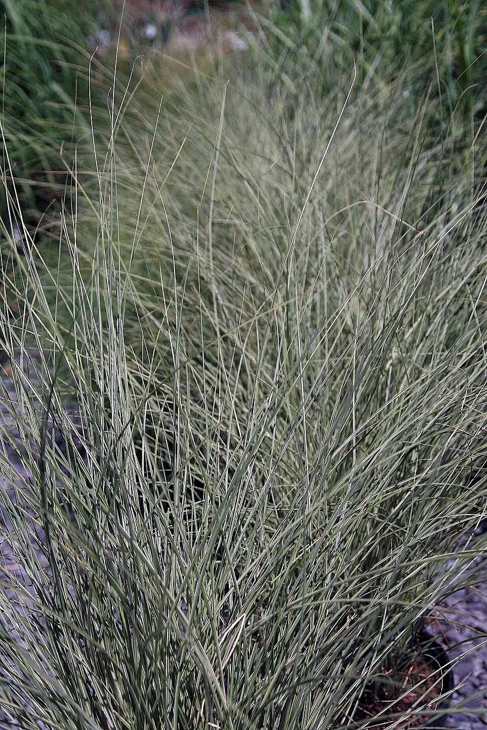 Fehér-tarka levelű kínai virágosnád / Miscanthus sinensis 'Morning Light'